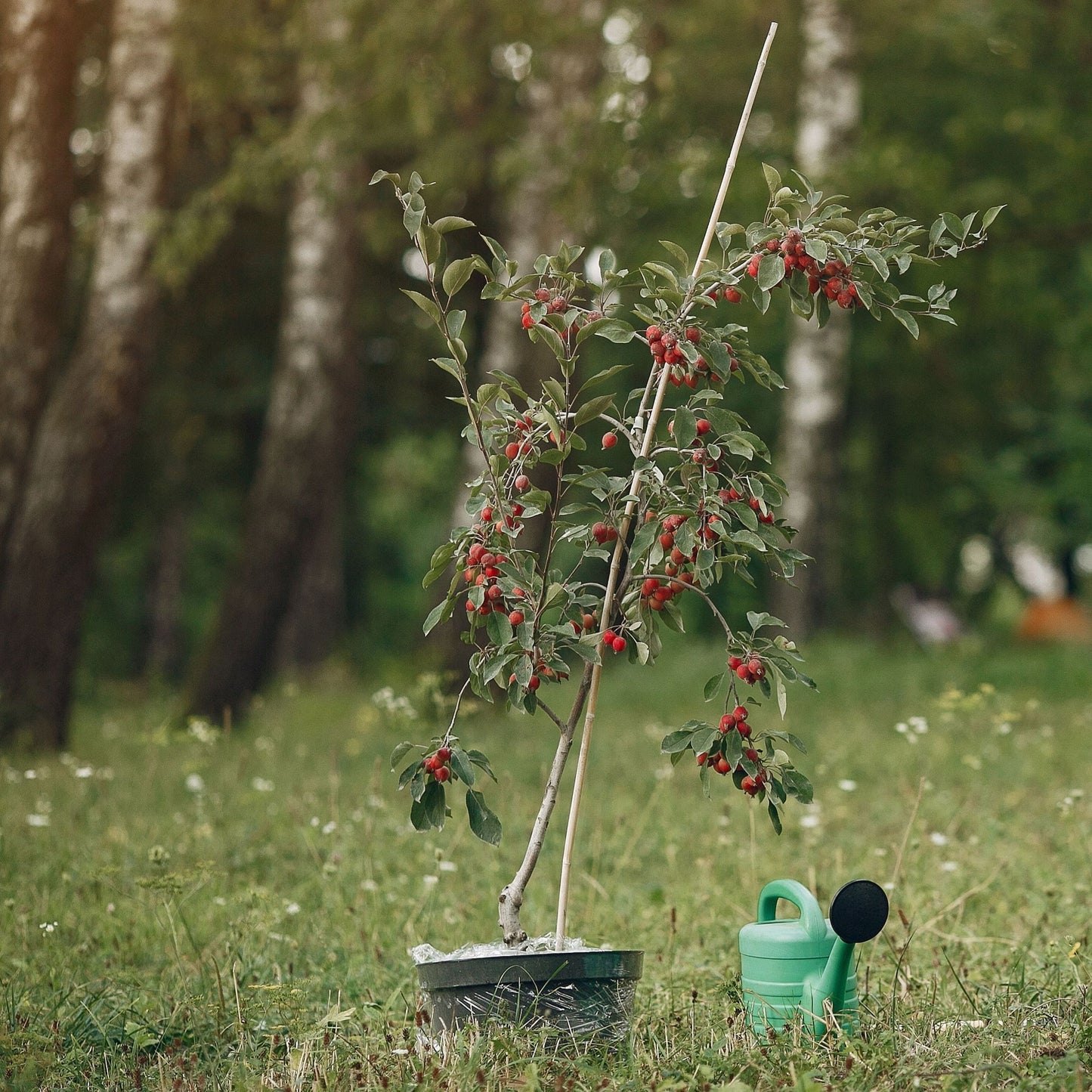 Växtjord A Plant naturgödslad