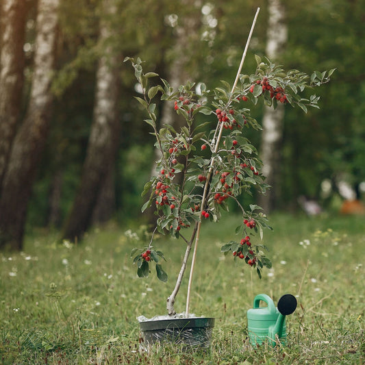 Växtjord A Plant naturgödslad