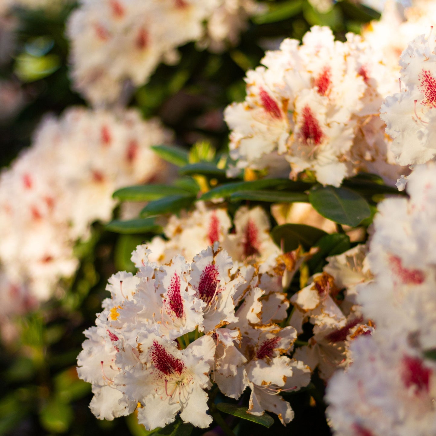 Rhododendronjord