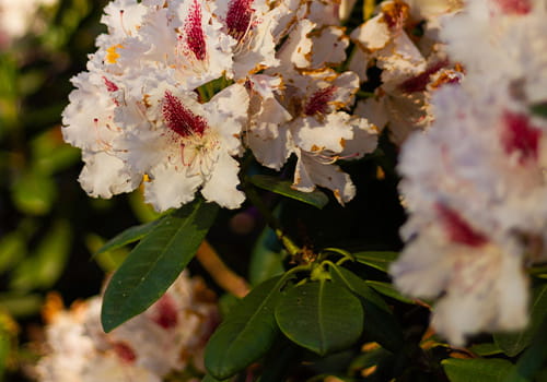 Rhododendronjord